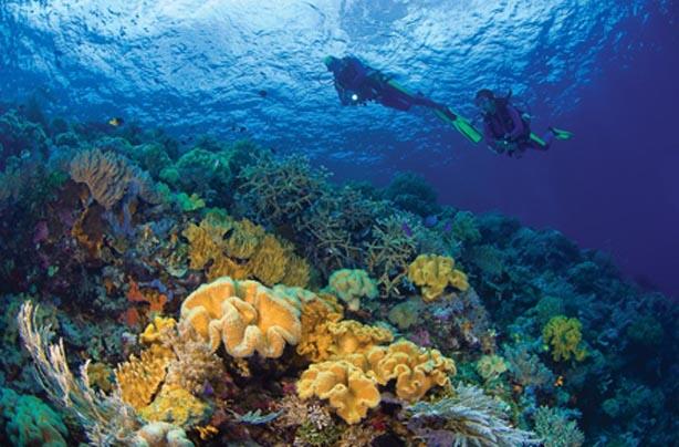 Memerangi Musuh Kerajaan Bawah Laut WAKATOBI