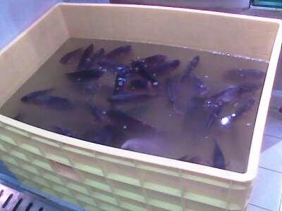 keranjang plastik container,keranjang tahu,keranjang ikan,Pallet,drum,tong,cool box