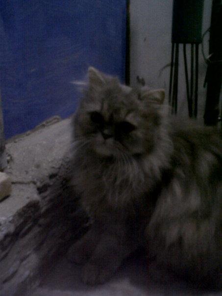 Persia Flatnose Betina Murmer