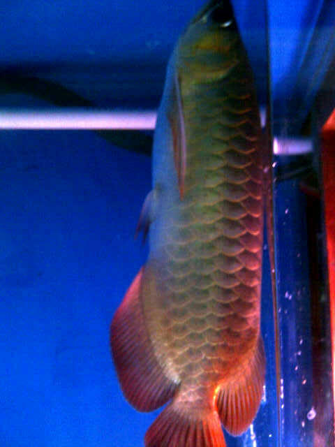 jual ikan arwana super red panjang 25cm + sertifikat & chip