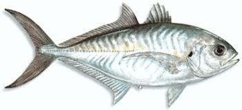 13 Jenis Ikan Kuwe (GT/Giant Trevallyrs) &#91;Serba 13&#93;