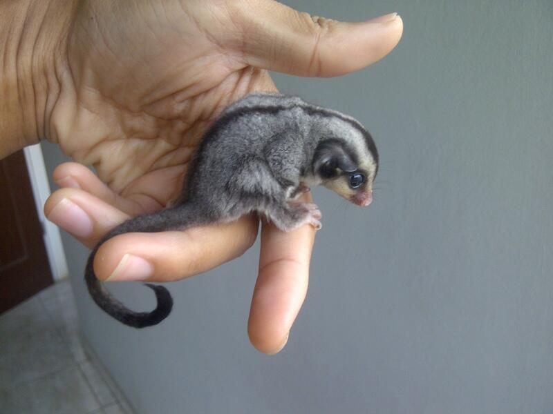 Sugar Glider JOEY