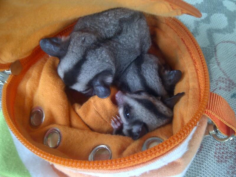 Sugar Glider JOEY