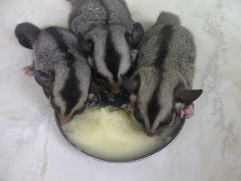 Sugar Glider JOEY