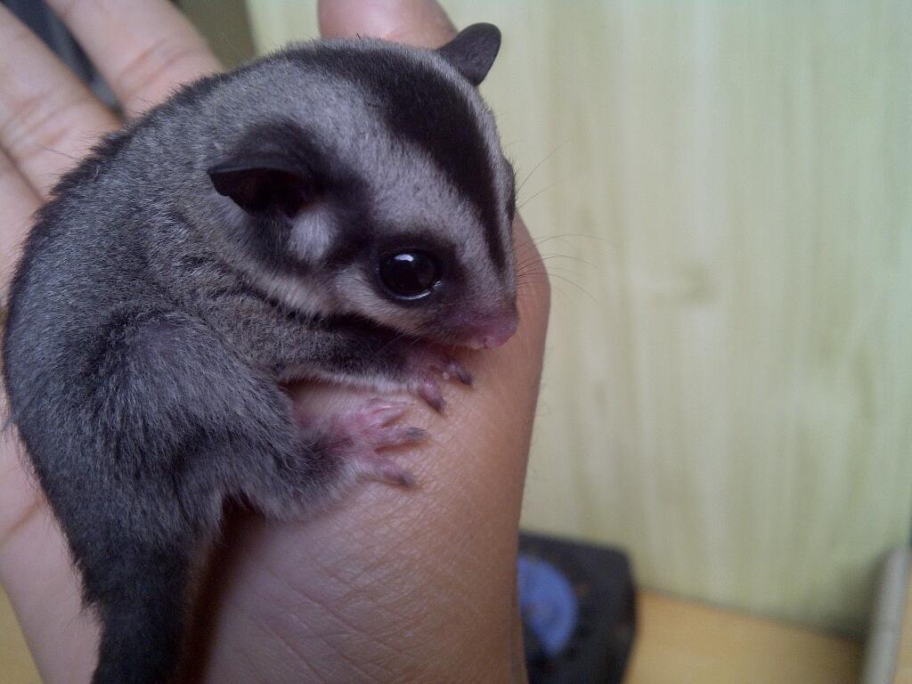 Sugar Glider JOEY