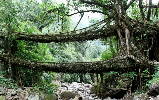 Jembatan Dari Akar di Indonesia