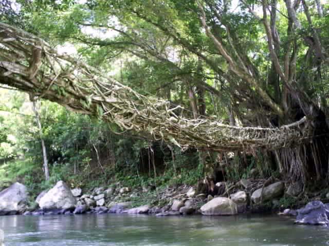 Jembatan Dari Akar di Indonesia