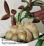 Jual biji/bibit tanaman exotic