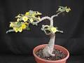 Jual biji/bibit tanaman exotic