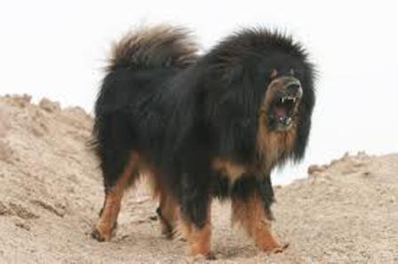 Anjing Termahal Didunia