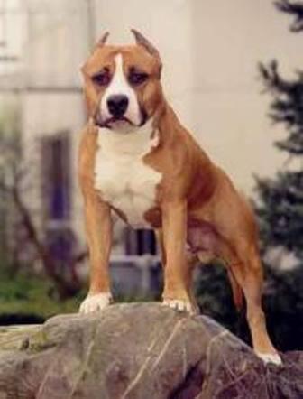 Anjing Termahal Didunia