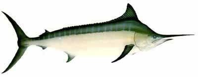 13 Jenis Ikan Kuwe Gt Giant Trevallyrs Kaskus