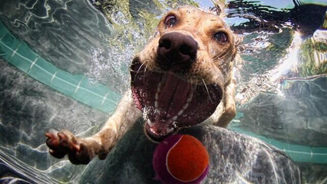 Karya Fotografi Dengan Objek Anjing di Dalam Air
