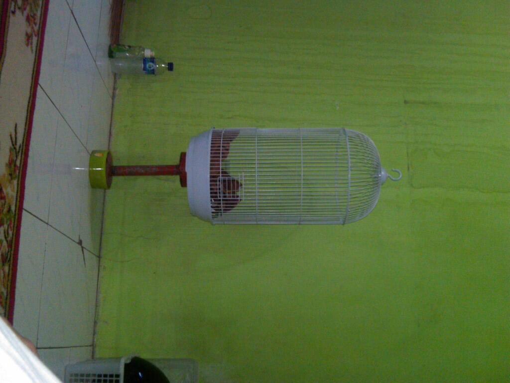 WTS SEPASANG SUGAR GLIDER 4BULAN