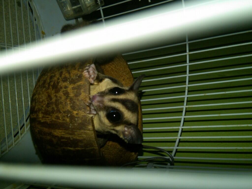 WTS SEPASANG SUGAR GLIDER 4BULAN