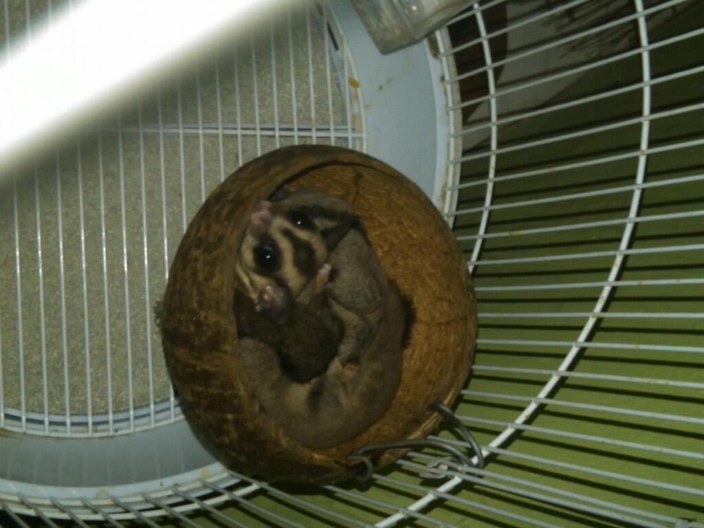 WTS SEPASANG SUGAR GLIDER 4BULAN