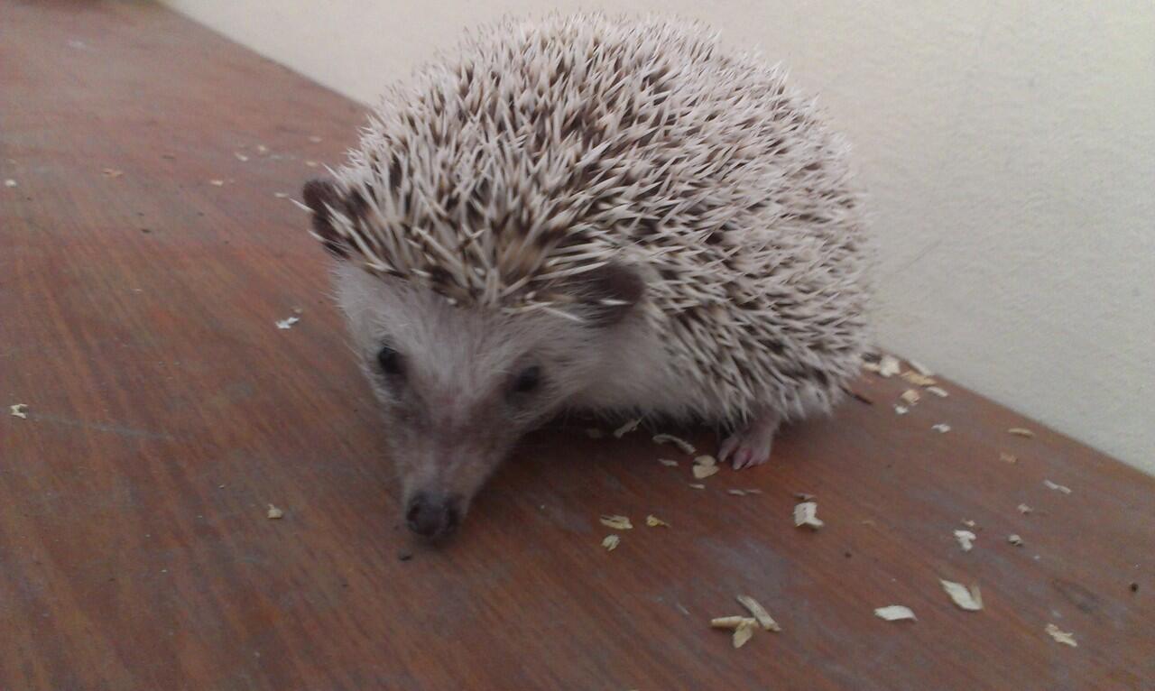 Jual Landak Mini ( Hedgehog ) - Bandung