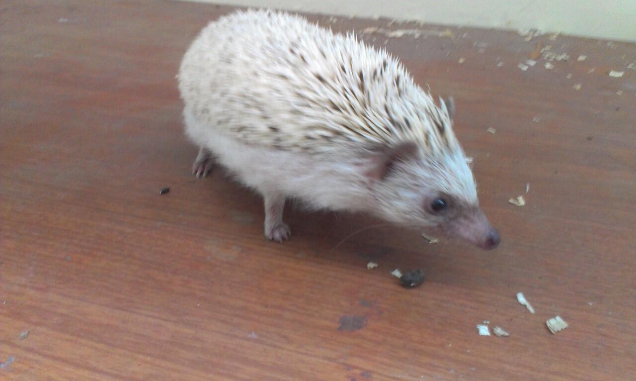 Jual Landak Mini ( Hedgehog ) - Bandung