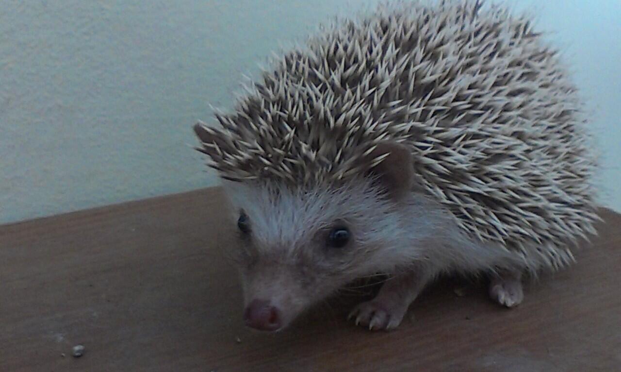 Jual Landak Mini ( Hedgehog ) - Bandung