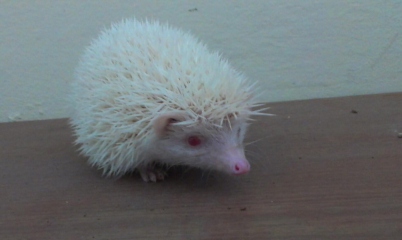 Jual Landak Mini ( Hedgehog ) - Bandung