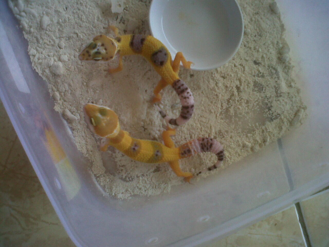 lelang leopard gecko,morph ajib,rugi ngga masuk ikutan gan