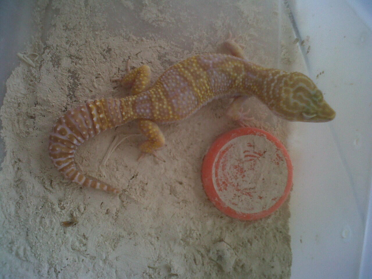 lelang leopard gecko,morph ajib,rugi ngga masuk ikutan gan