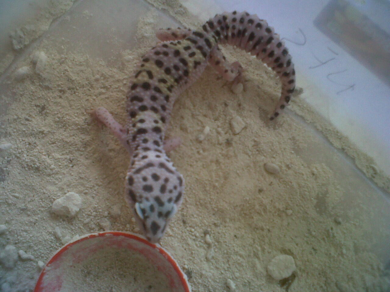 lelang leopard gecko,morph ajib,rugi ngga masuk ikutan gan