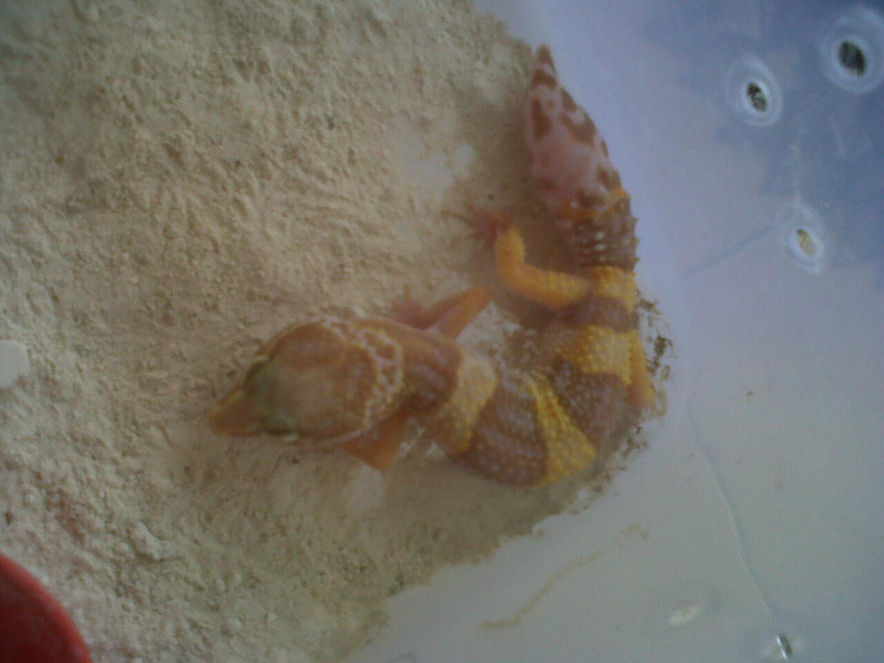 lelang leopard gecko,morph ajib,rugi ngga masuk ikutan gan