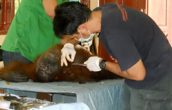 Foto: Proses Operasi Orangutan Yang Buta dan Tuli Akibat Terjangan 104 Peluru Sumber