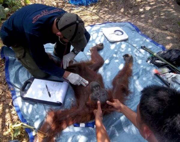 Foto: Proses Operasi Orangutan Yang Buta dan Tuli Akibat Terjangan 104 Peluru Sumber