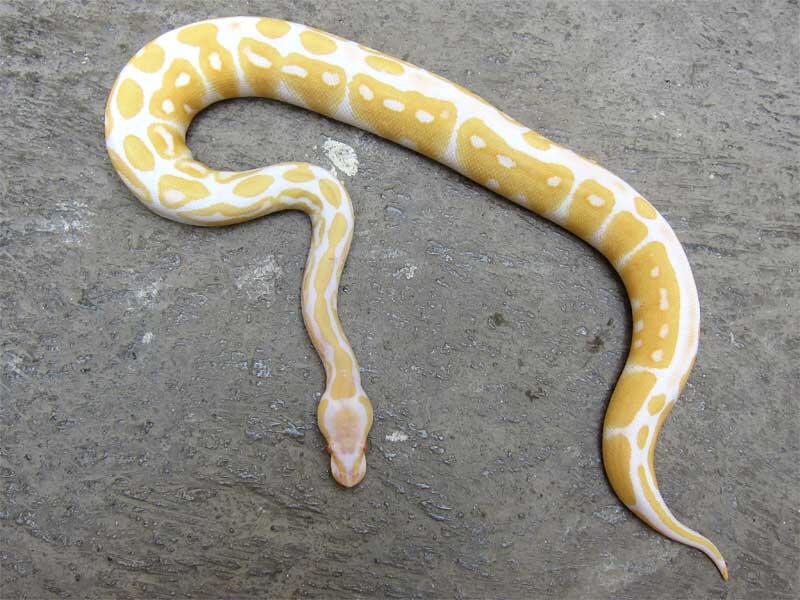 wts: ball python morph albino, fire, dll