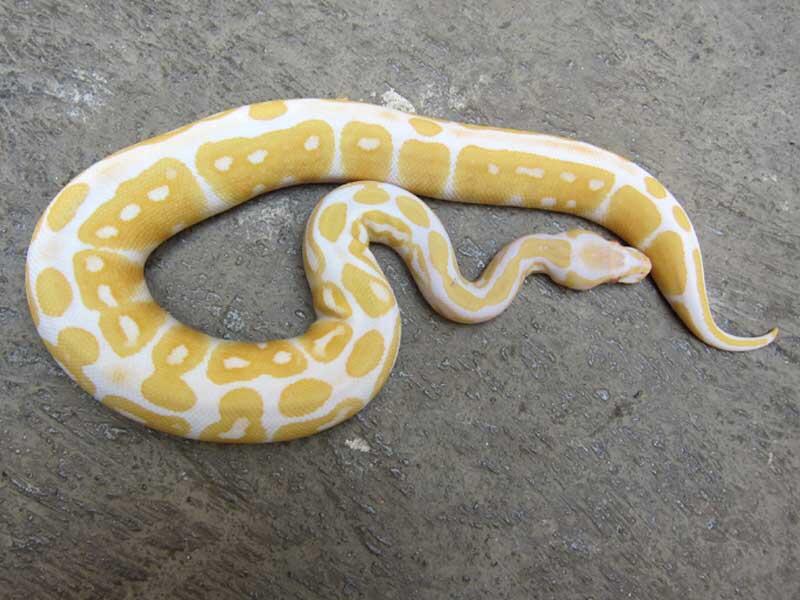 wts: ball python morph albino, fire, dll