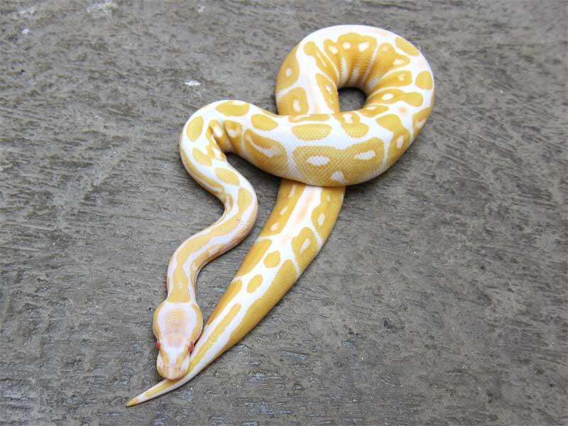 wts: ball python morph albino, fire, dll