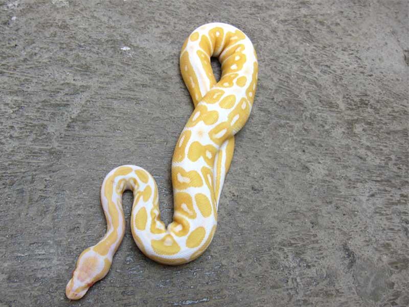 wts: ball python morph albino, fire, dll