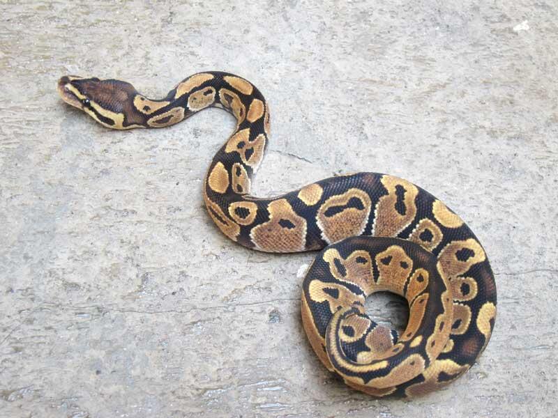 wts: ball python morph albino, fire, dll