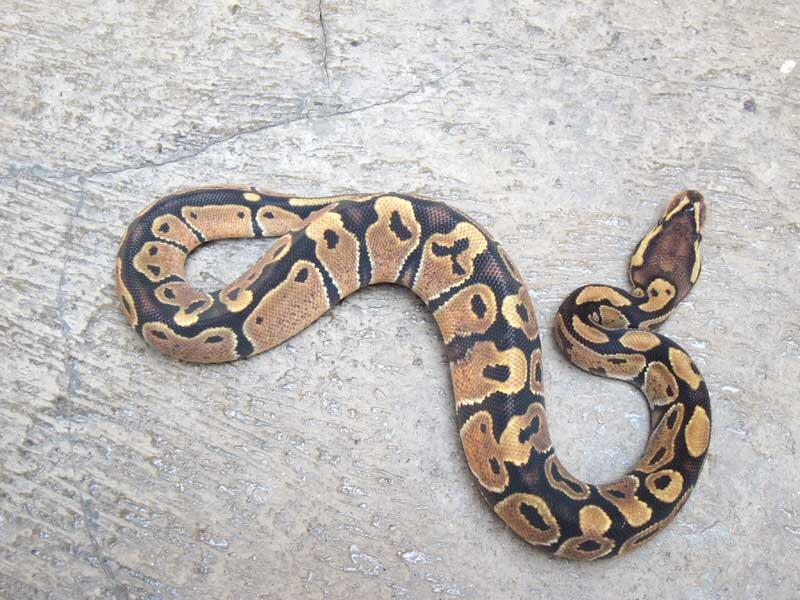 wts: ball python morph albino, fire, dll