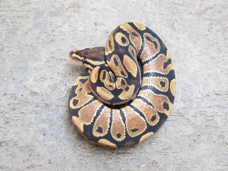 wts: ball python morph albino, fire, dll