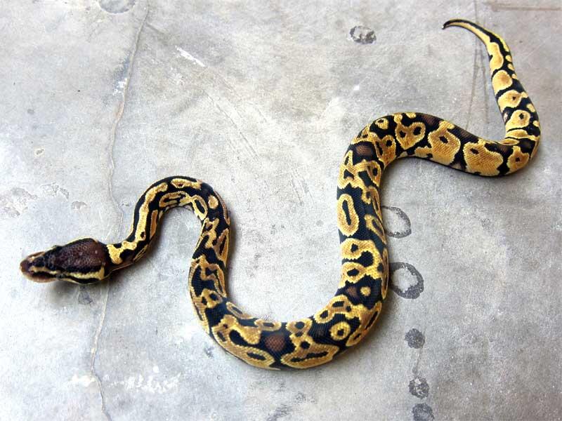 wts: ball python morph albino, fire, dll