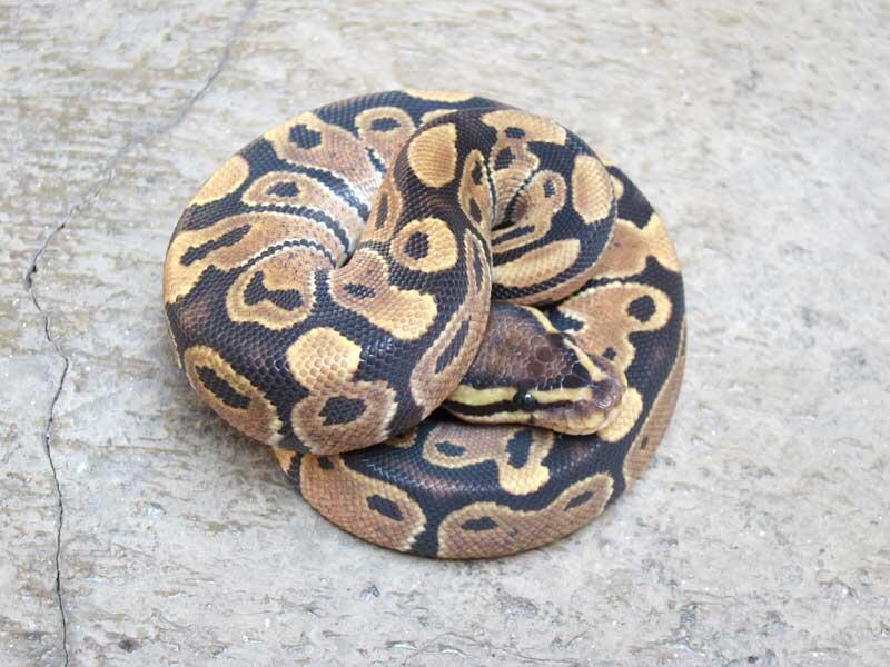 wts: ball python morph albino, fire, dll