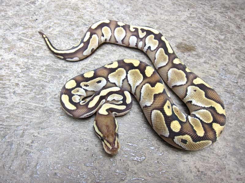 wts: ball python morph albino, fire, dll