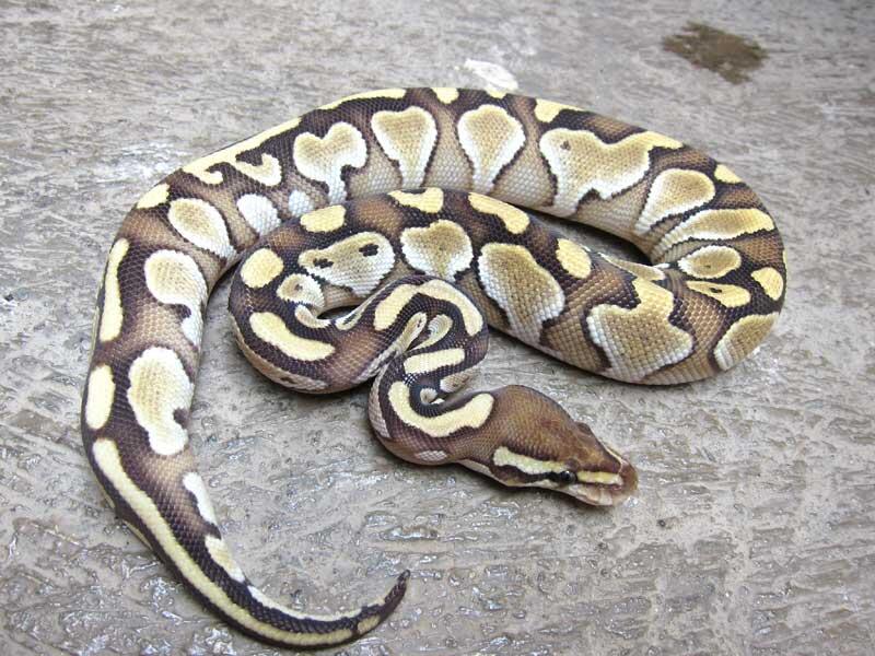 wts: ball python morph albino, fire, dll