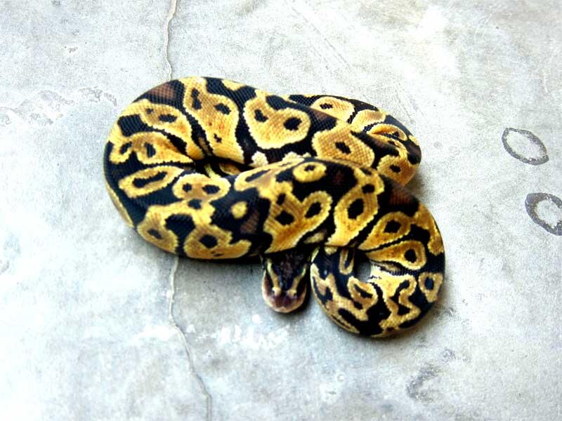wts: ball python morph albino, fire, dll