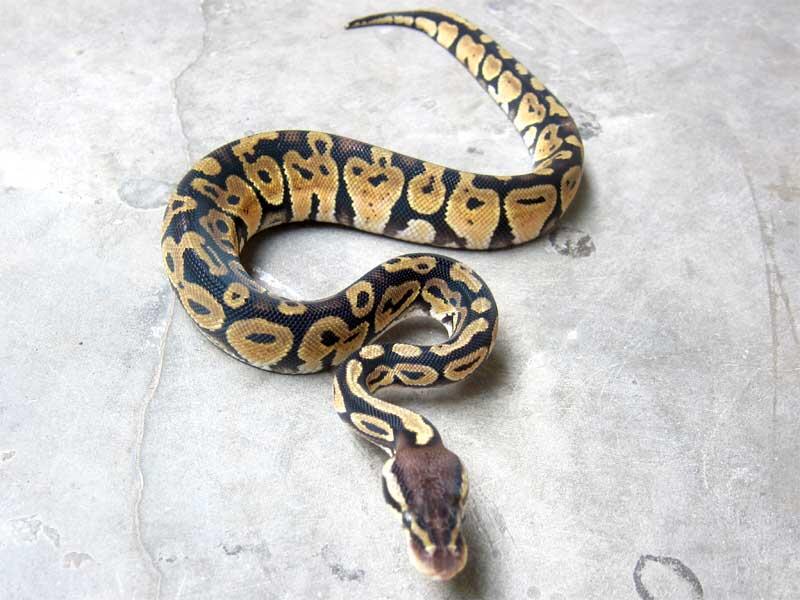 wts: ball python morph albino, fire, dll