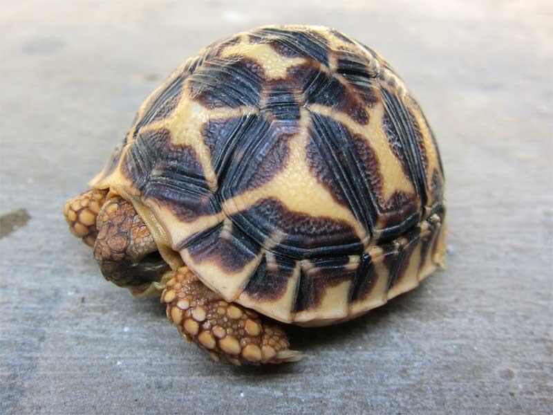 kura kura indian star dan sulcata