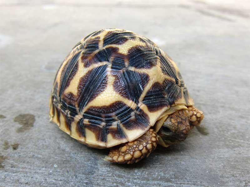kura kura indian star dan sulcata