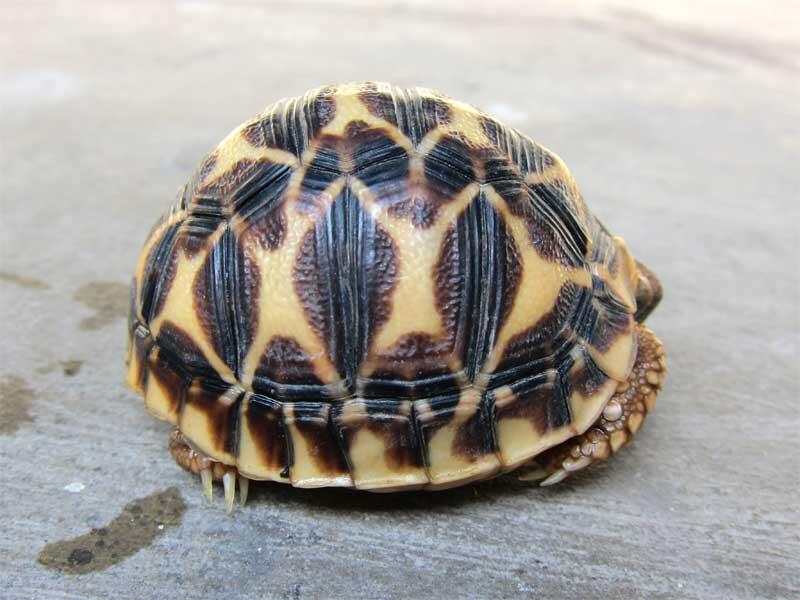 kura kura indian star dan sulcata