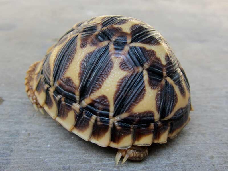 kura kura indian star dan sulcata
