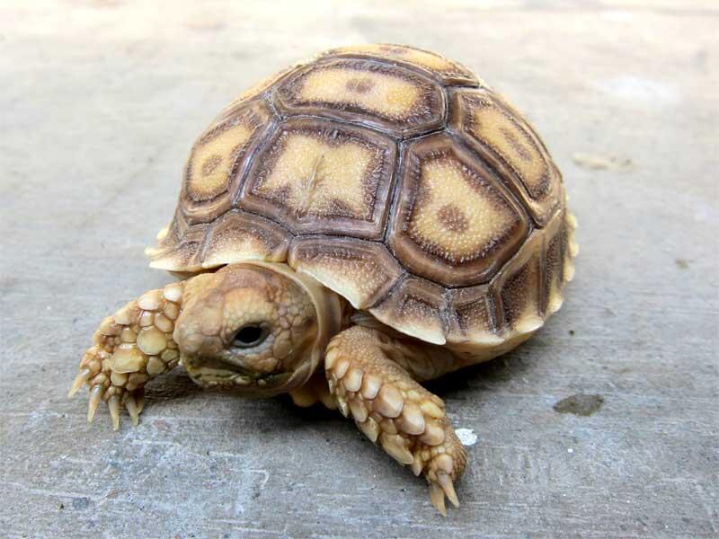 kura kura indian star dan sulcata