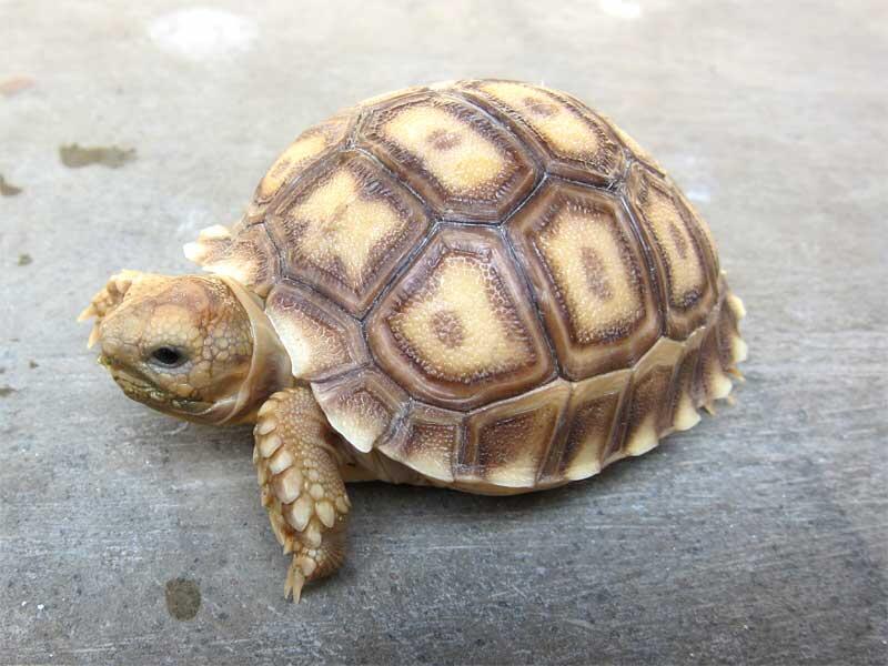 kura kura indian star dan sulcata