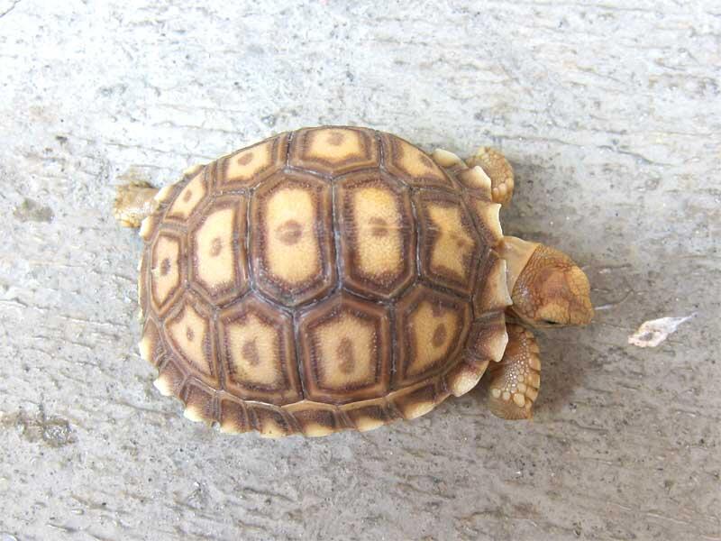 kura kura indian star dan sulcata
